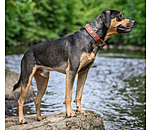 Leather Dog Collar Chinook