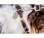 Charm for Dogs Travel Buddy