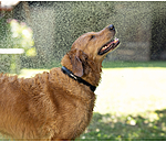 Waterproof Dog Collar Mable