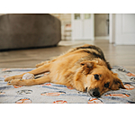 Dog Blanket Glow in the Dark