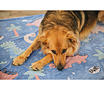 Dog Blanket Glow in the Dark