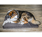 Cooling Dog Bed Mat Atlanta
