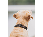 Dog Collar Champ