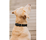 Dog Collar Champ