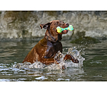 Water Toy Marble Bone for Dogs