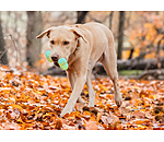 Water Toy Marble Bone for Dogs