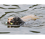 Water Toy Marble Bone for Dogs