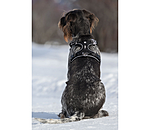 Dog Harness Expedition