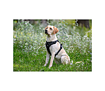 Dog Harness Expedition