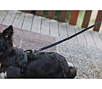 Dog Lead Marathon with shock absorption