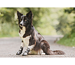 Paw Protection Shoes Dubai for Dogs