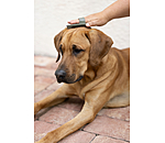 Dog Curry Comb Zeyna