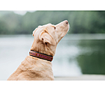 Leather Dog Collar Good Dog