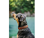 Leather Dog Collar Good Dog