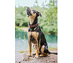 Leather Dog Collar Good Dog