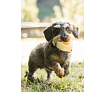 Squeaky Toy Chicken for Dogs
