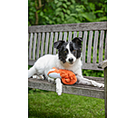 Dog Toy Chameleon