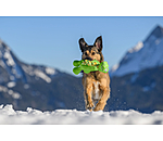 Dog Toy Strong Dino