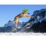 Dog Toy Strong Dino
