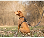 Dog Harness Comfort Fit