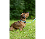 Collar and Lead Set Zap