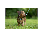 Collar and Lead Set Zap