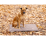 Cuddly Dog Mat Kobe
