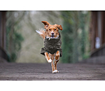 Performance Stretch Combination Dog Coat Baldo, 160g
