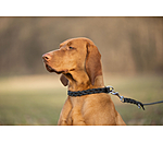 Leather Dog Lead Adams