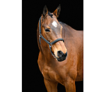 Headcollar Brilliant
