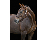 Headcollar Brilliant