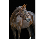 Headcollar Brilliant