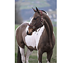 Headcollar Brilliant