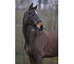 Headcollar Brilliant