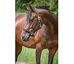 Headcollar Brilliant
