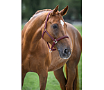 Headcollar Brilliant