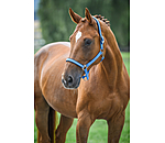 Headcollar Primary