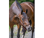Headcollar Primary