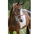 Anatomical Headcollar Sophistication