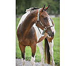 Anatomical Headcollar Sophistication