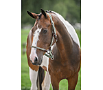 Anatomical Headcollar Sophistication