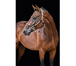 Anatomical Headcollar Sophistication