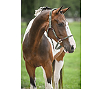 Anatomical Headcollar Sophistication