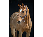 Anatomical Headcollar Sophistication
