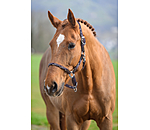 Anatomical Headcollar Sophistication