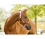 Anatomical Headcollar Sophistication