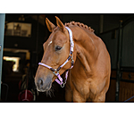 Anatomical Headcollar Sophistication