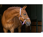 Anatomical Headcollar Sophistication