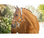 Anatomical Headcollar Sophistication