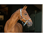 Anatomical Headcollar Sophistication